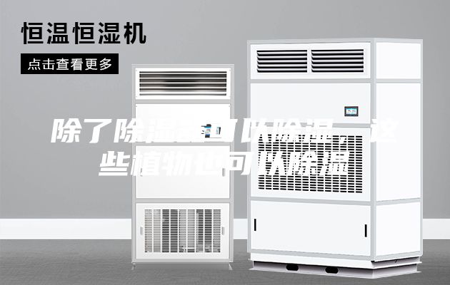 除了除濕器可以除濕，這些植物也可以除濕